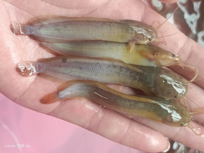 良种塘鲺苗快大三黄塘角鱼苗，生长速度快，杂交快大塘角鱼苗