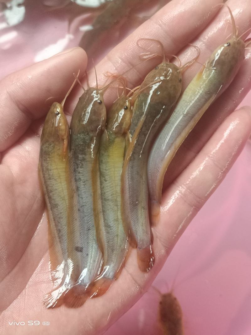 良种塘鲺苗快大三黄塘角鱼苗，生长速度快，杂交快大塘角鱼苗