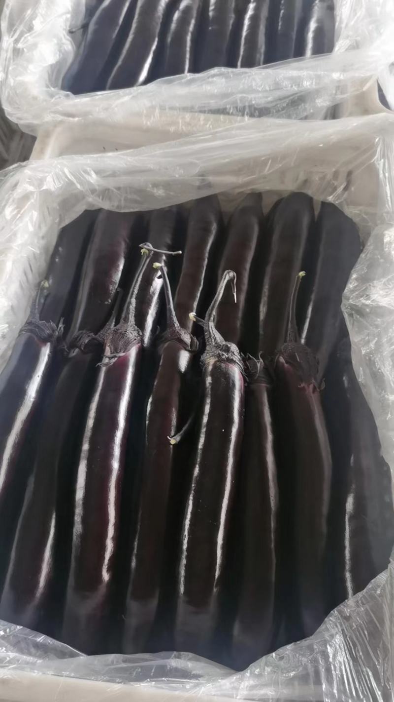 山东大龙长茄，新鲜长茄，量大从优，山东产地发货，欢迎老板洽谈