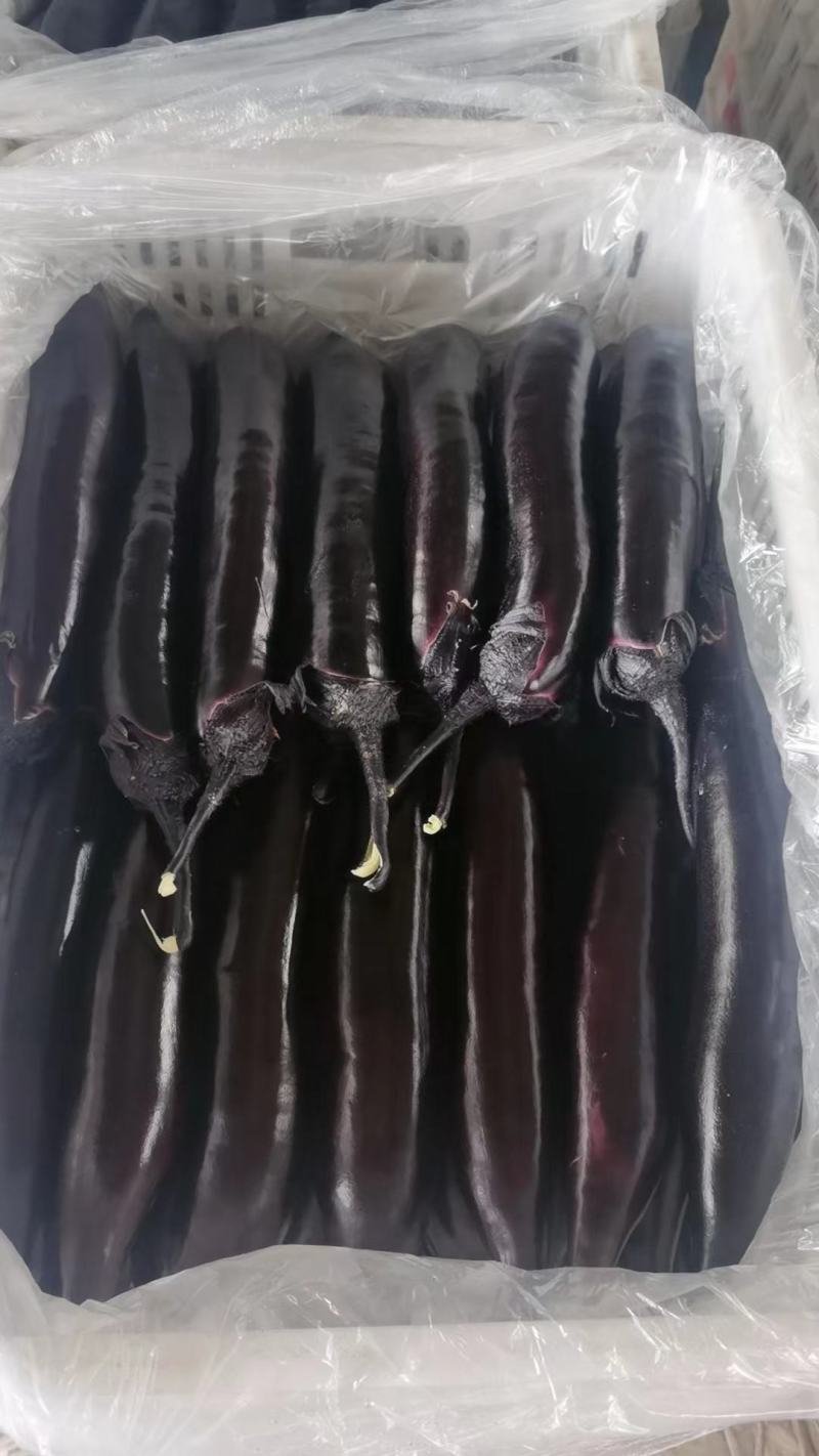 山东大龙长茄，新鲜长茄，量大从优，山东产地发货，欢迎老板洽谈