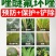 20%唑醚氟环唑！高含量！专打：锈病，白粉，叶斑，赤霉病