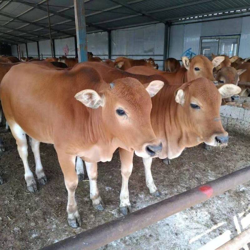 正宗鲁西黄牛改良黄牛养殖场直供放心饲养任意挑选包活到家