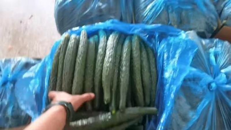 河南黄瓜/夏邑精品黄瓜/密刺黄瓜/电商团购/全国发货