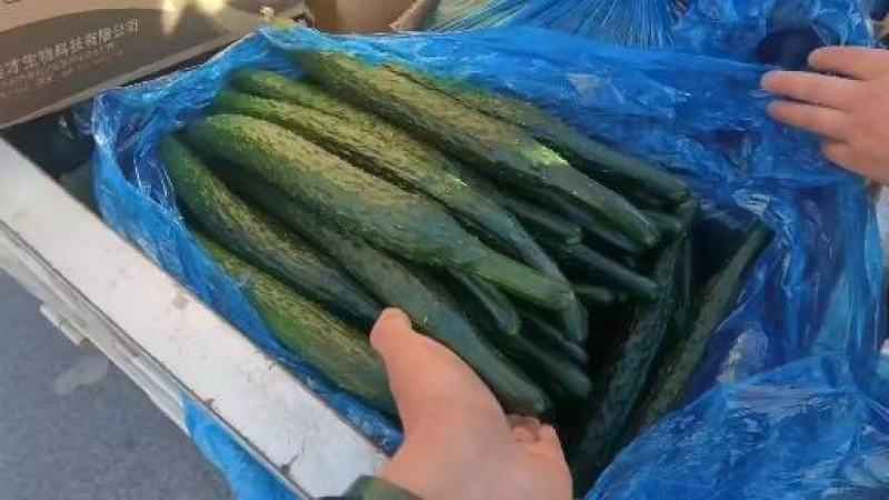 河南黄瓜/夏邑精品黄瓜/密刺黄瓜/电商团购/全国发货