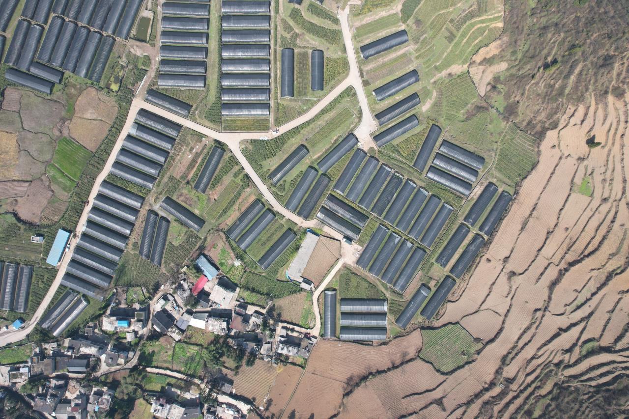 门源万亩油菜花海盛景