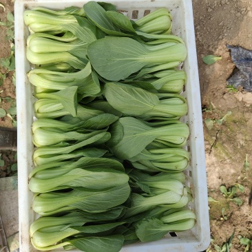 精品上海青小油菜，大颗中颗小颗常年供应