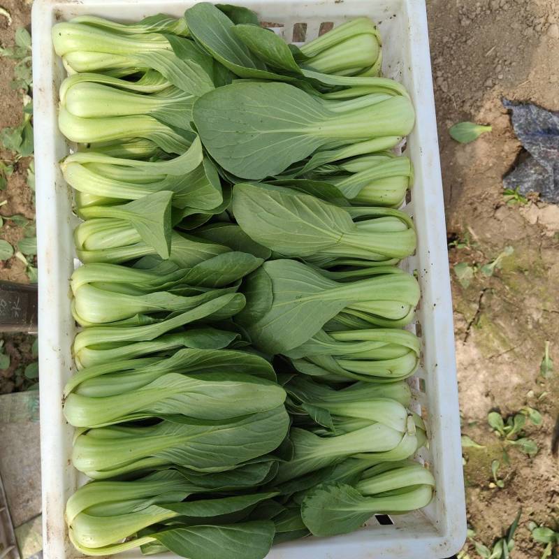 精品上海青小油菜，大颗中颗小颗常年供应