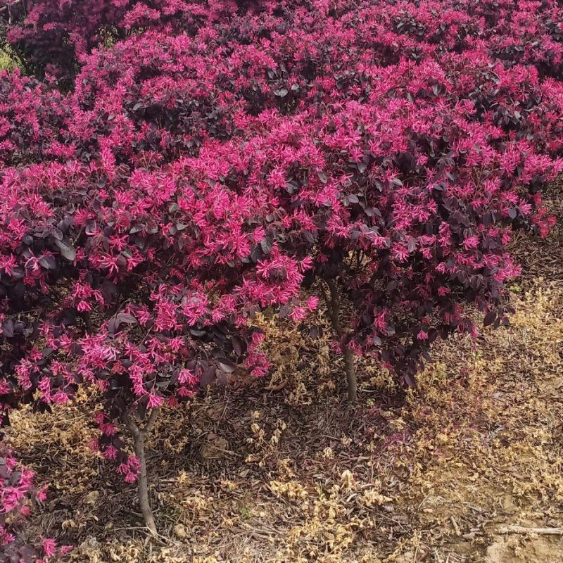 红花继木50-100，商品量大种类繁多，技术指导