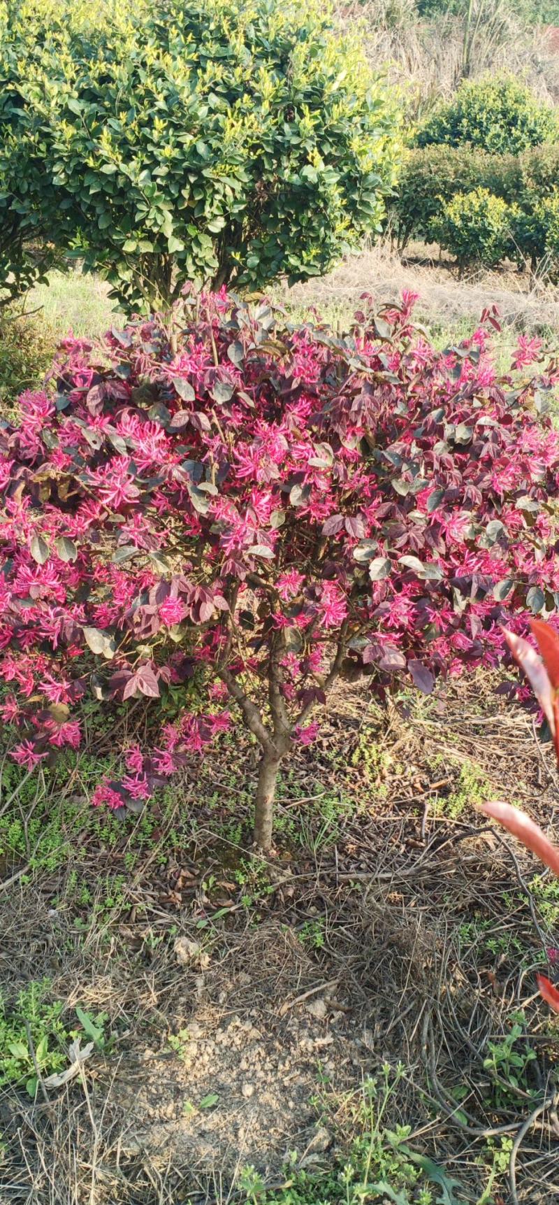 红花继木50-100，商品量大种类繁多，技术指导
