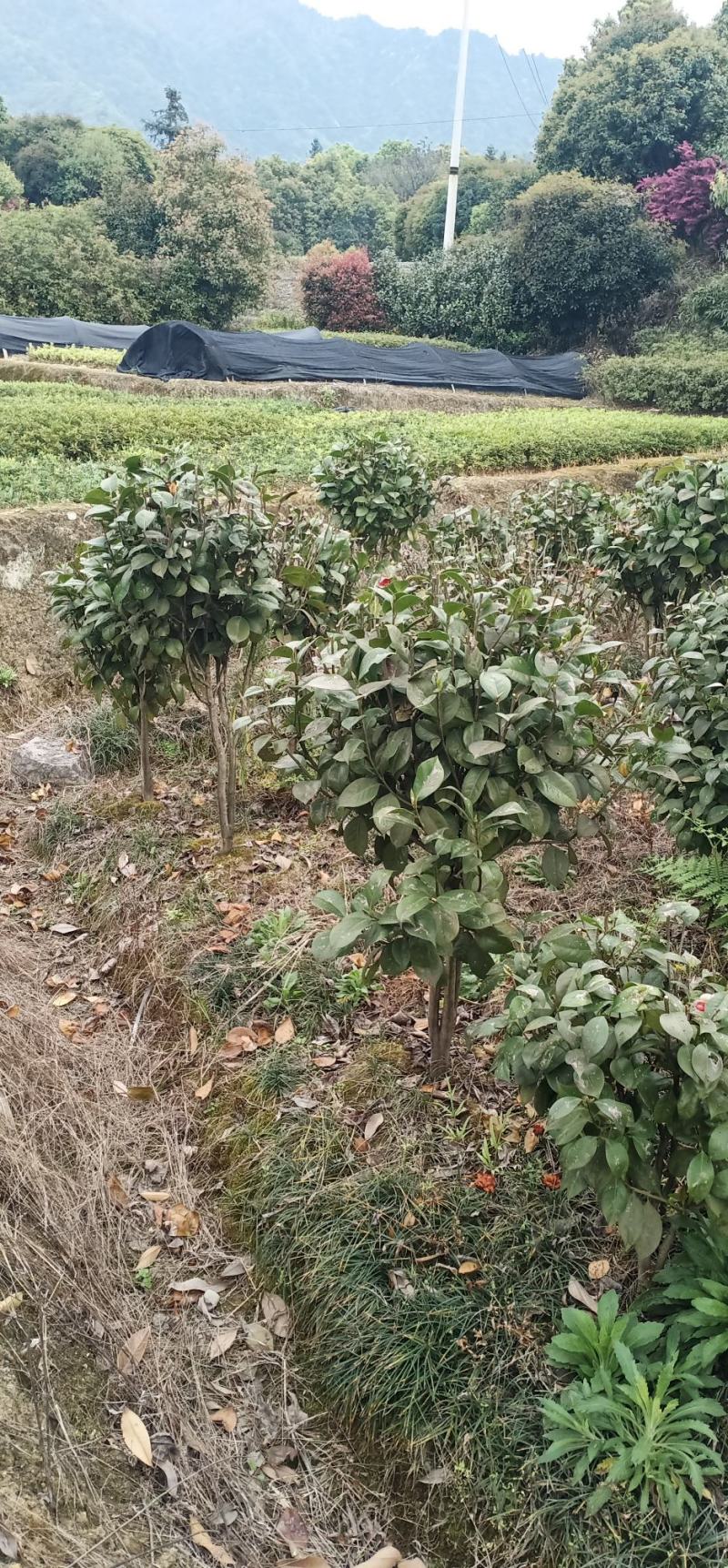 茶花，茶梅，龟甲冬青，金边黄杨产地发货一手货源