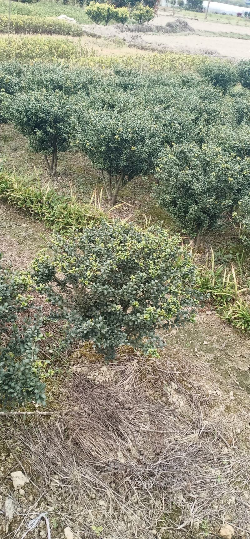 茶花，茶梅，龟甲冬青，金边黄杨产地发货一手货源
