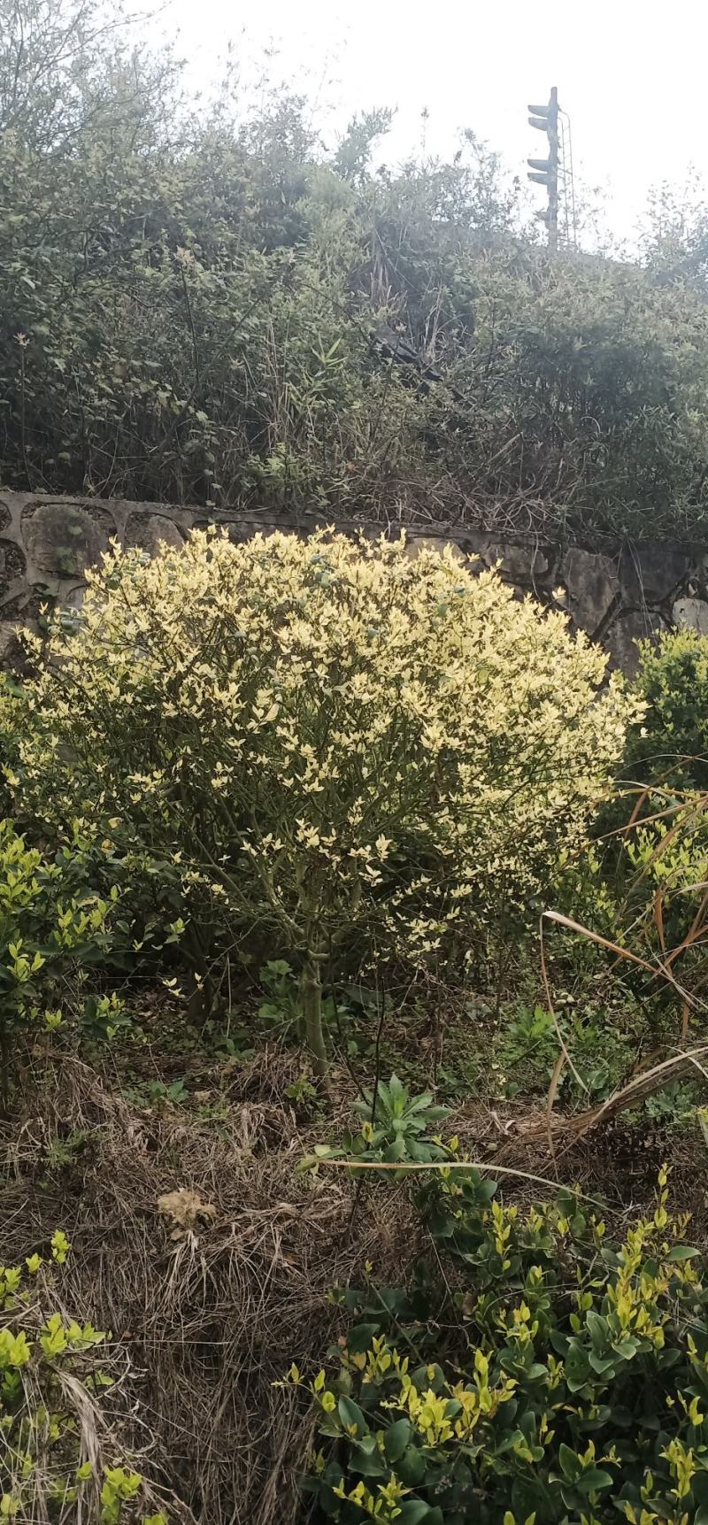 茶花，茶梅，龟甲冬青，金边黄杨产地发货一手货源