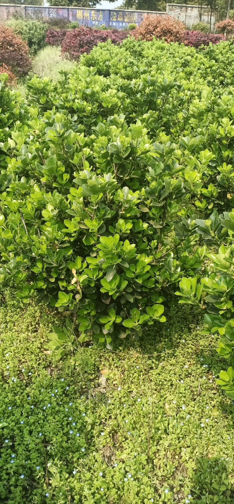 茶花，茶梅，龟甲冬青，金边黄杨产地发货一手货源