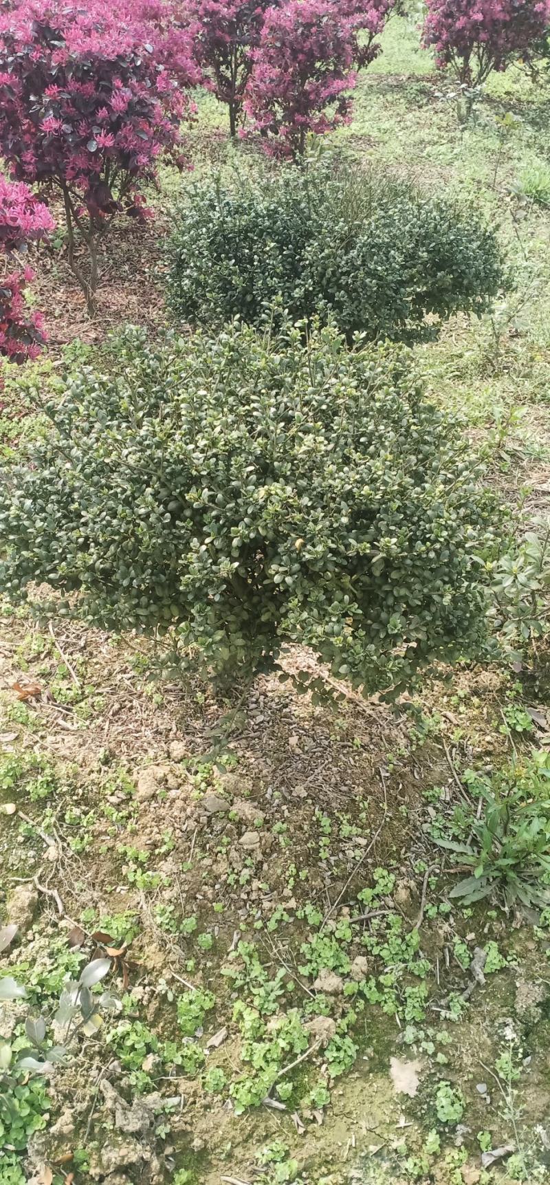 茶花，茶梅，龟甲冬青，金边黄杨产地发货一手货源