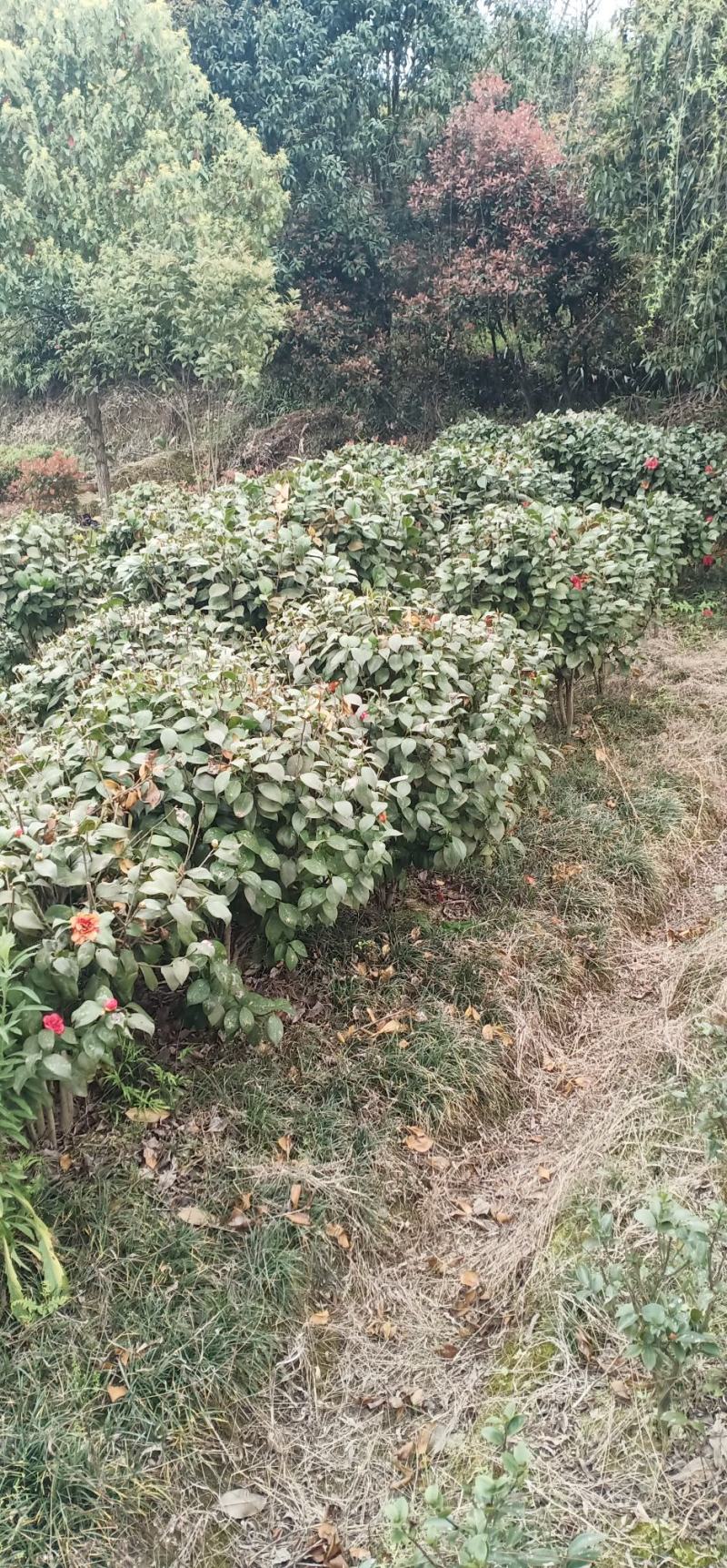 茶花，茶梅，龟甲冬青，金边黄杨产地发货一手货源