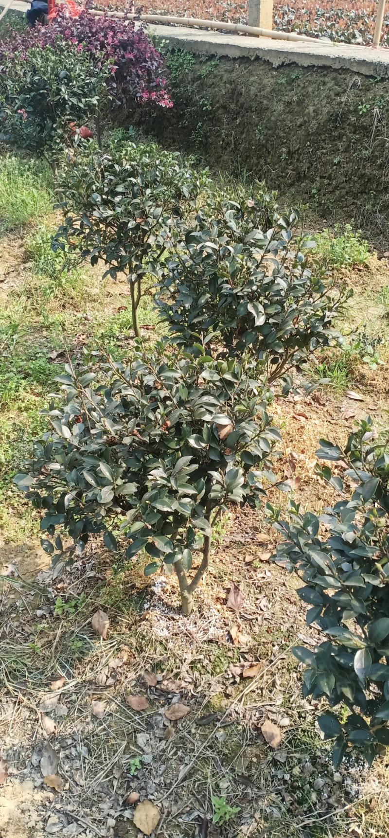 茶花，茶梅，龟甲冬青，金边黄杨产地发货一手货源