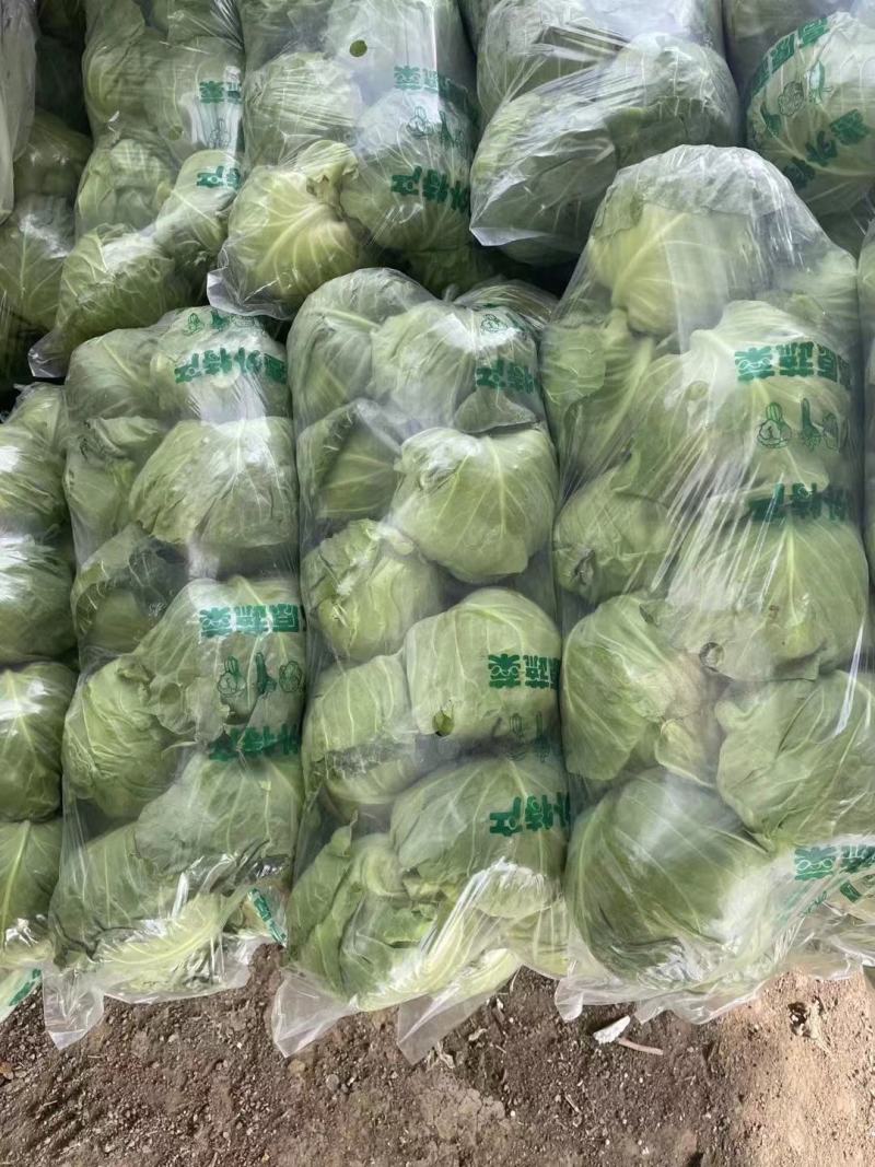 山东郯城，包菜甘蓝大量上市，质量很好，价格便宜需要的联系