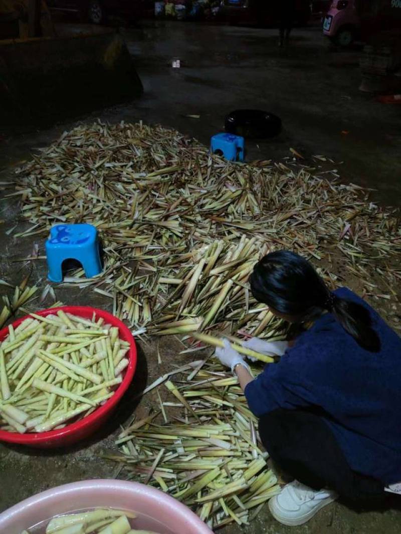 广西精品竹笋带壳竹笋规格齐全产地直发欢迎进店选购