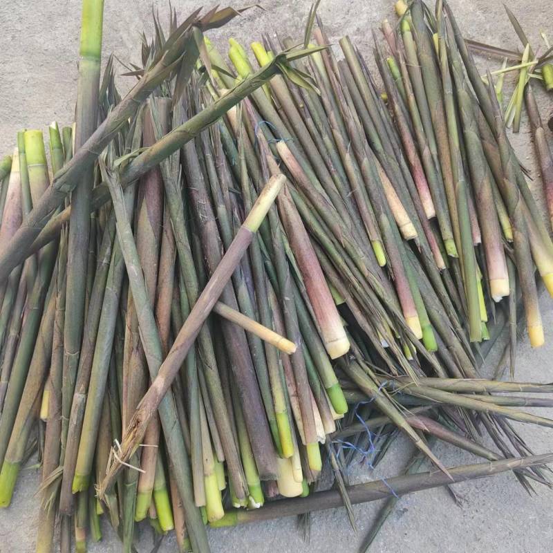 广西精品竹笋带壳竹笋规格齐全产地直发欢迎进店选购