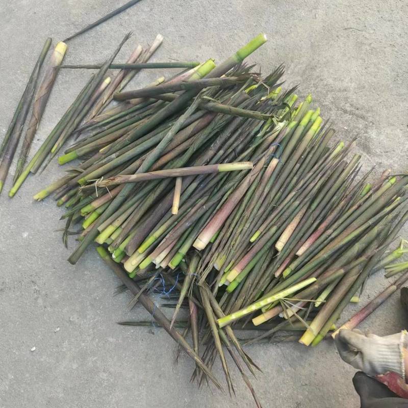 广西精品竹笋带壳竹笋规格齐全产地直发欢迎进店选购