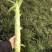 红叶莴苣基地直发红莴笋不空心质量保障欢迎致电订购