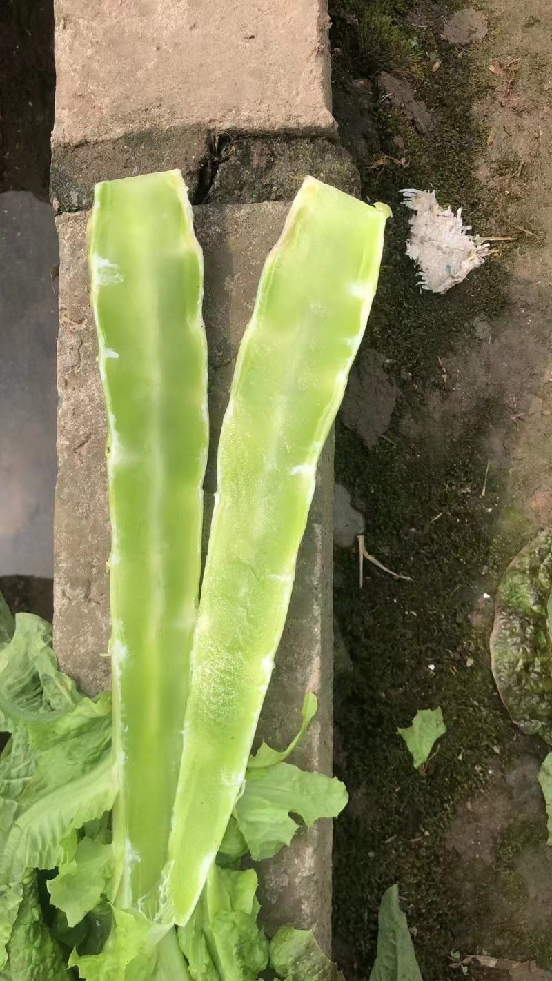 红叶莴苣基地直发红莴笋不空心质量保障欢迎致电订购