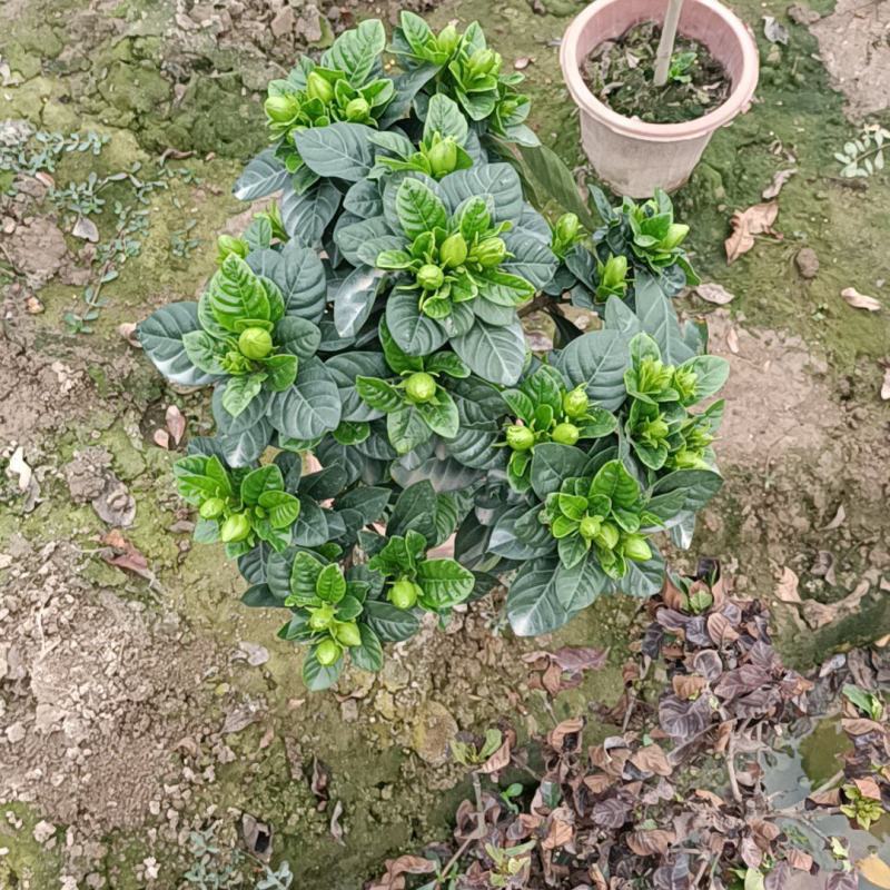 棒棒糖栀子花230盆，纯耶糠的