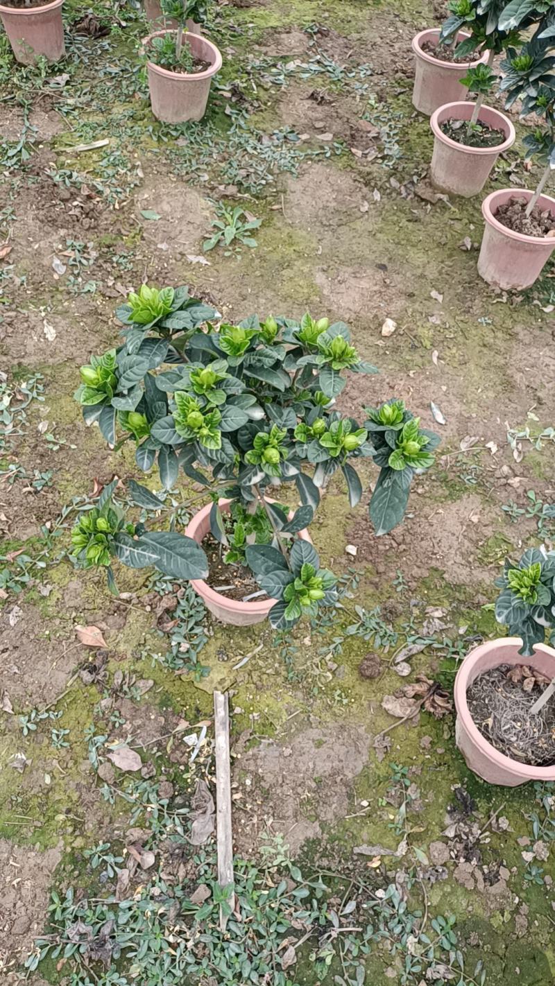 棒棒糖栀子花230盆，纯耶糠的