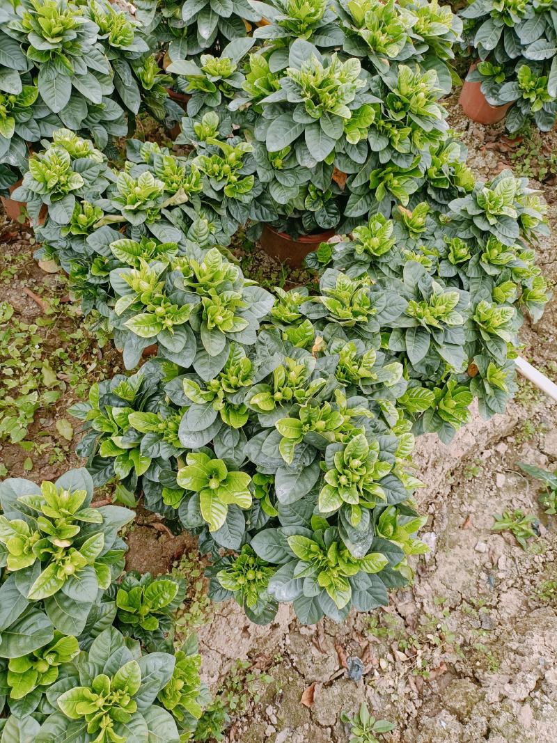 棒棒糖栀子花230盆，纯耶糠的