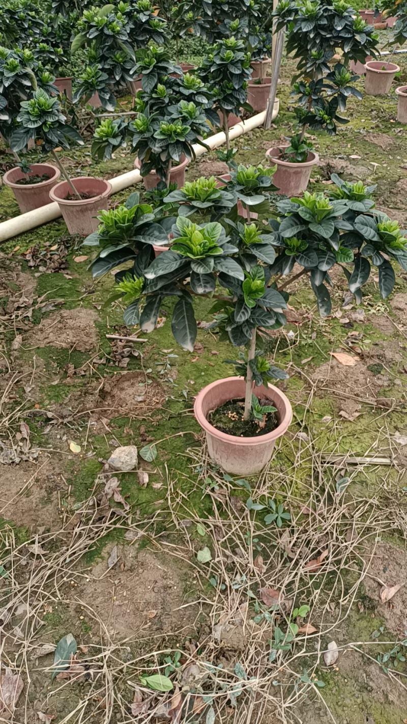 棒棒糖栀子花230盆，纯耶糠的
