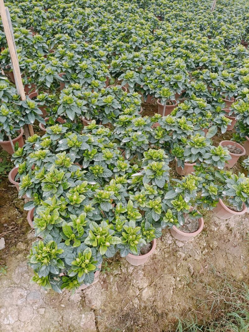 棒棒糖栀子花230盆，纯耶糠的