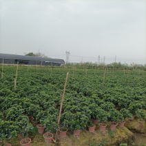 230栀子花丛生，纯耶糠中等货