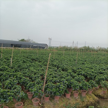 230栀子花丛生，纯耶糠中等货