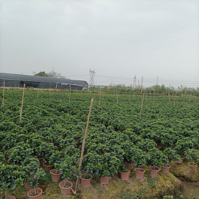 230栀子花丛生，纯耶糠中等货