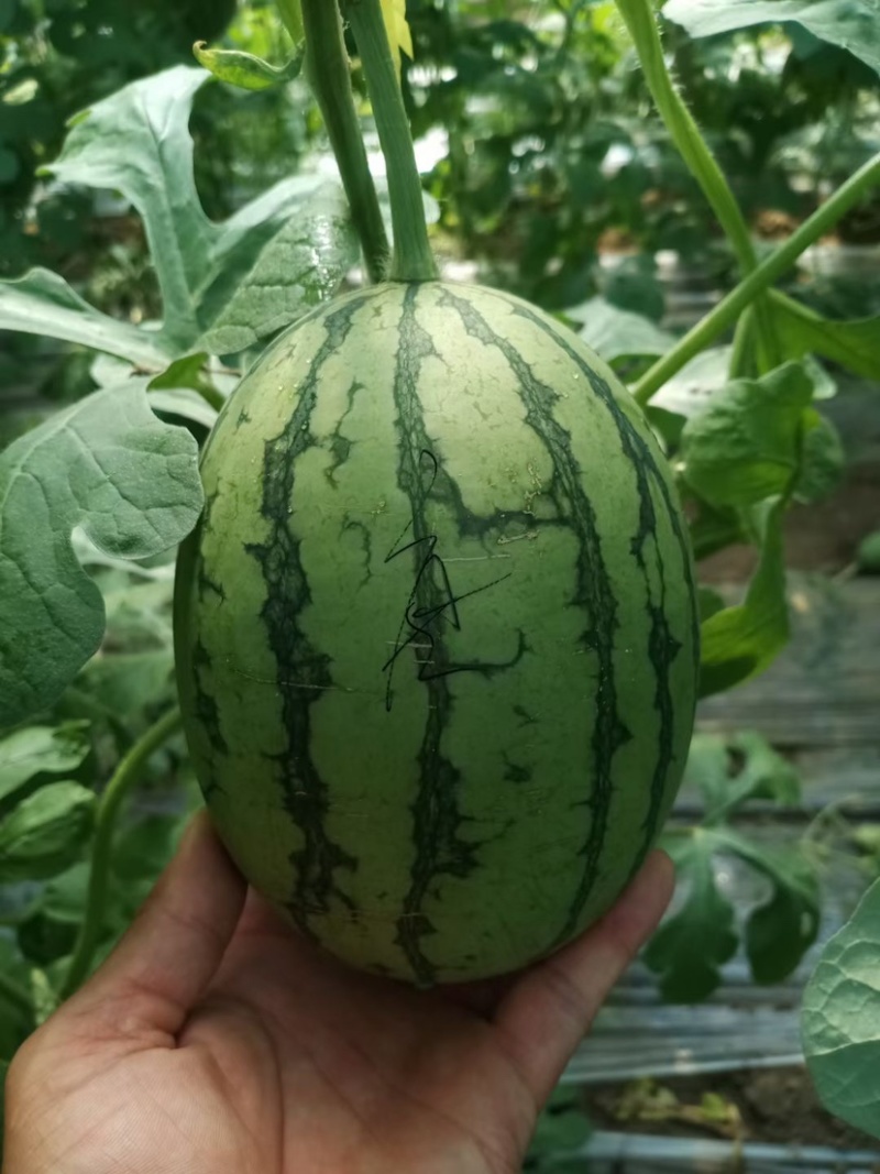 富晒礼品2k小西瓜，大量上市、货源充足，质量好，大量现货