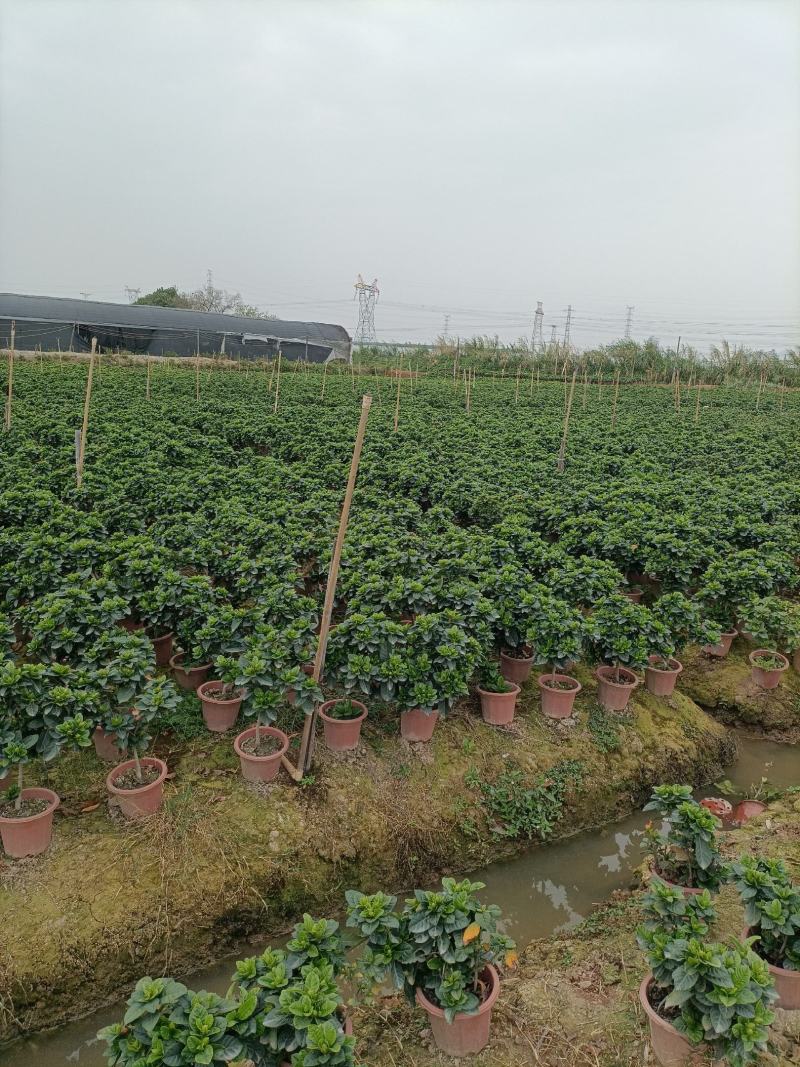 230栀子花丛生，纯耶糠中等货