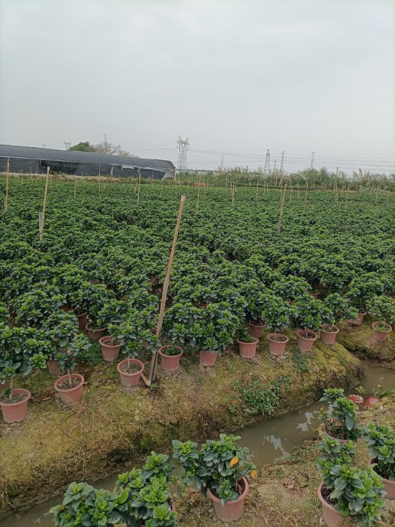 230栀子花丛生，纯耶糠中等货