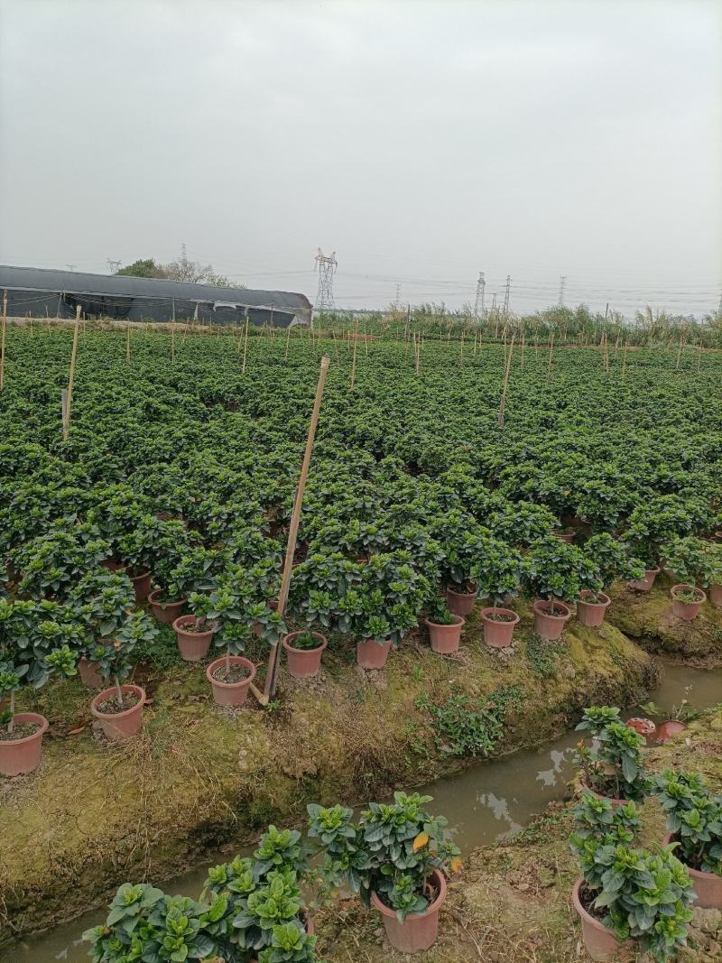 230栀子花丛生，纯耶糠中等货