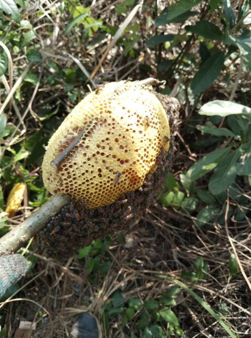 蜂蜜
