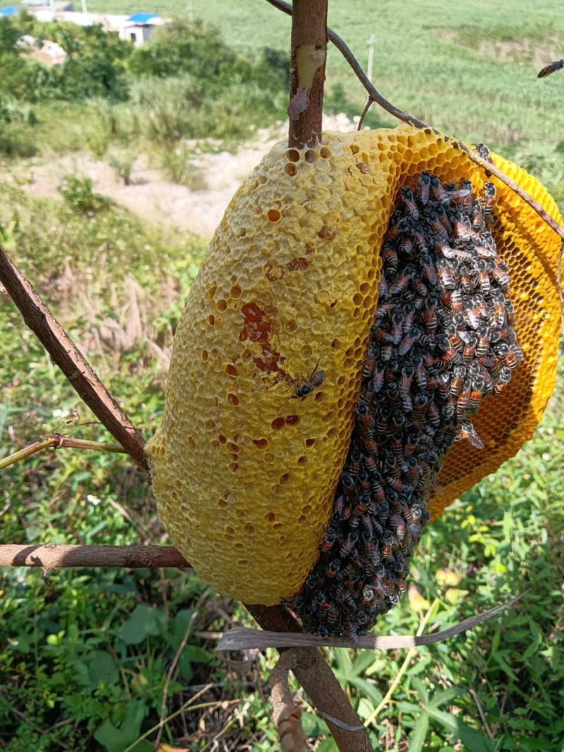 蜂蜜