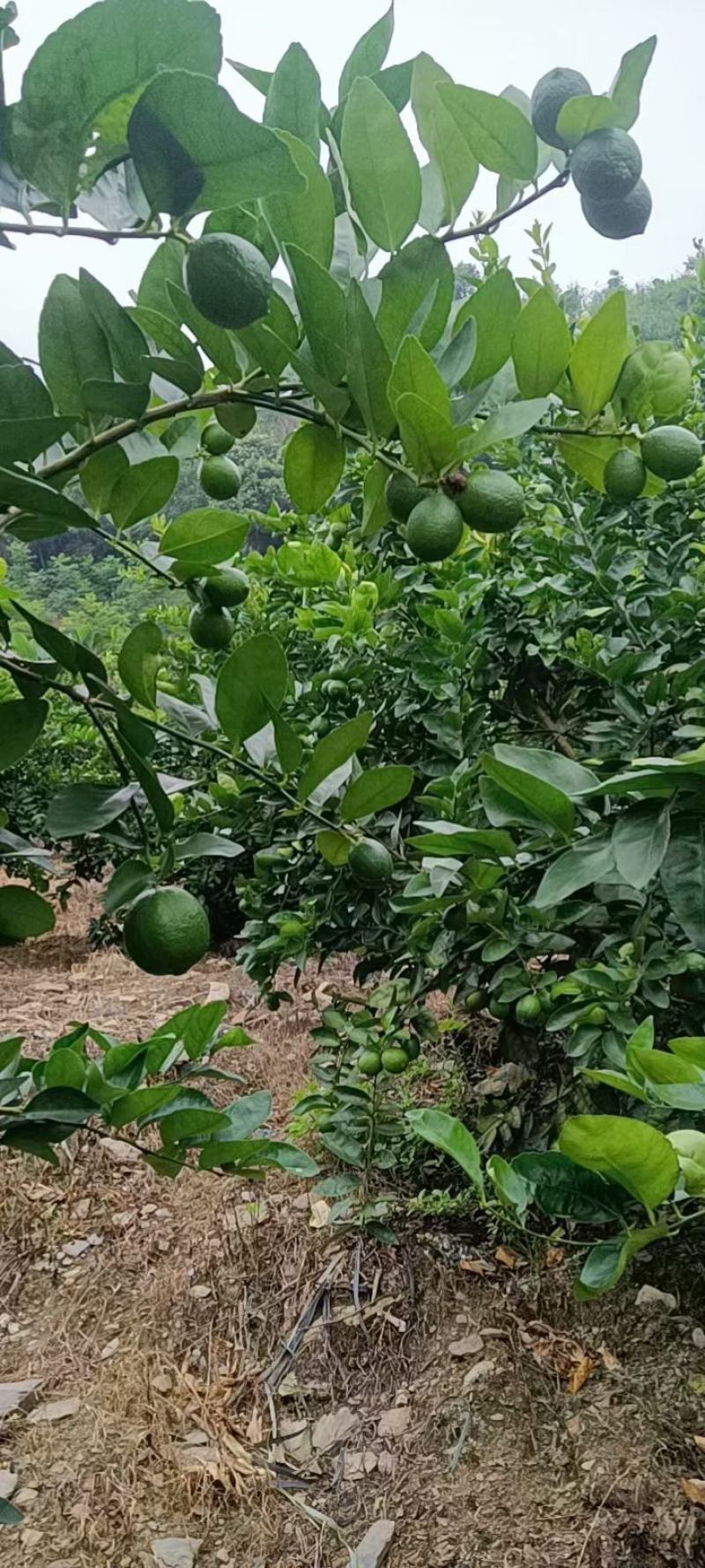 塔西提四季无籽柠檬苗