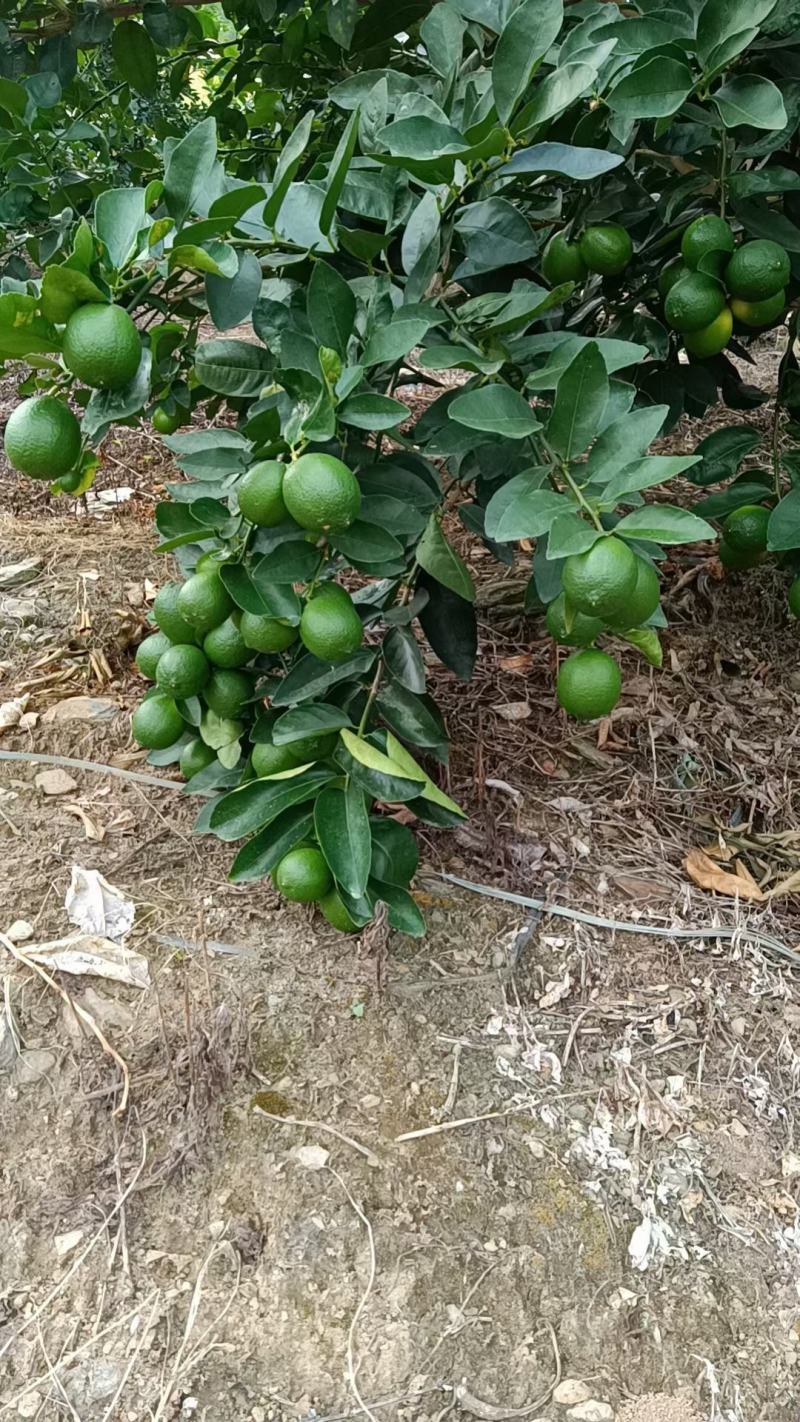 塔西提四季无籽柠檬苗