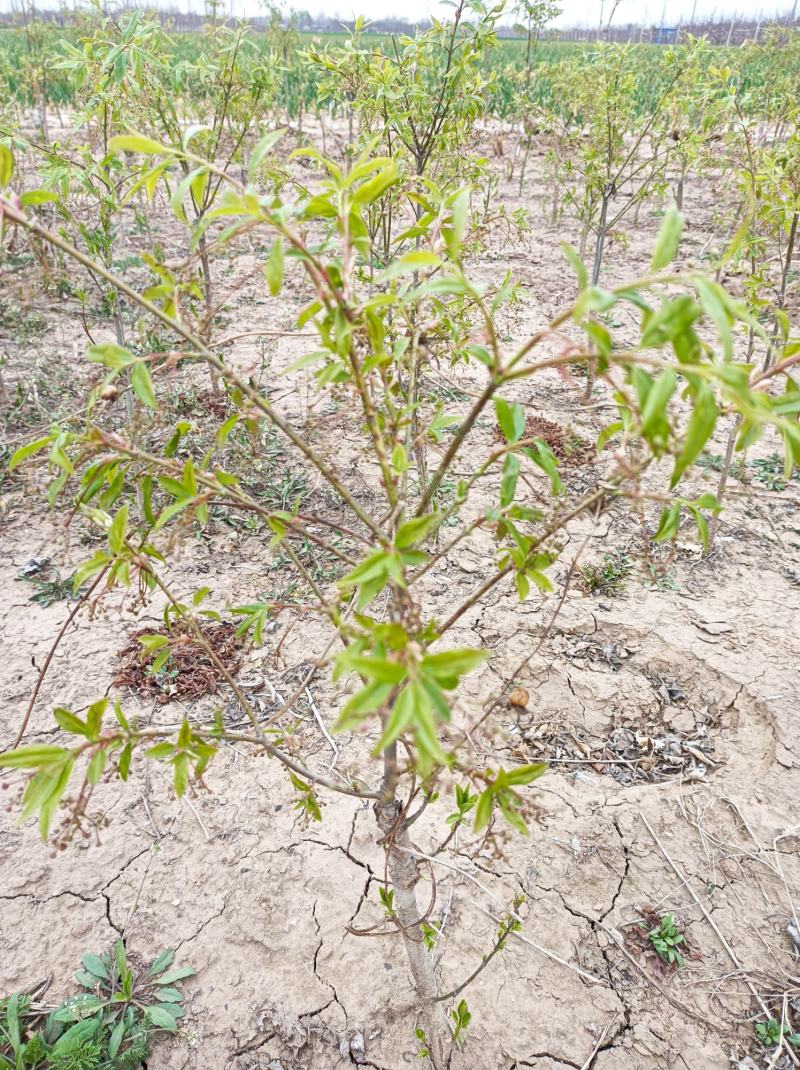 金丝吊蝴蝶嫁接两年苗，地径一公分高30至70公分当年开花