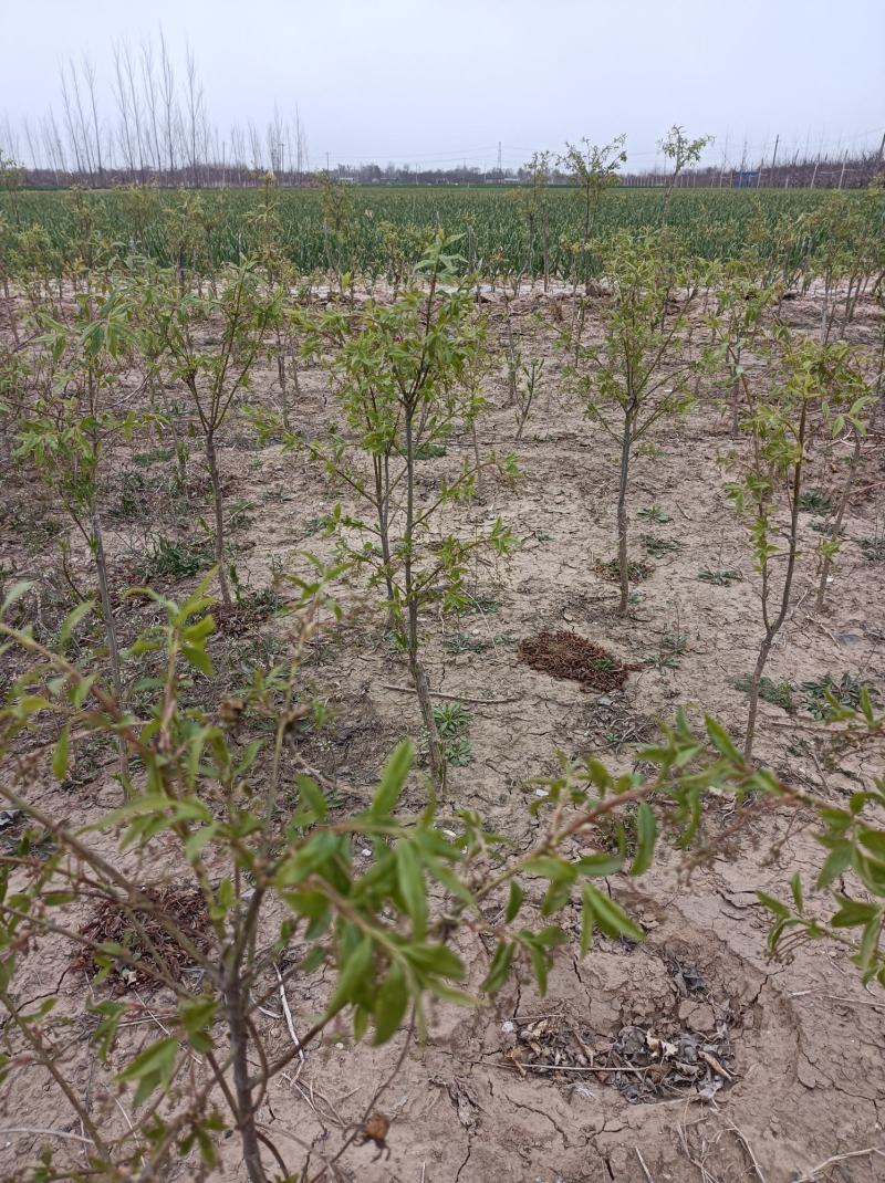 金丝吊蝴蝶嫁接两年苗，地径一公分高30至70公分当年开花