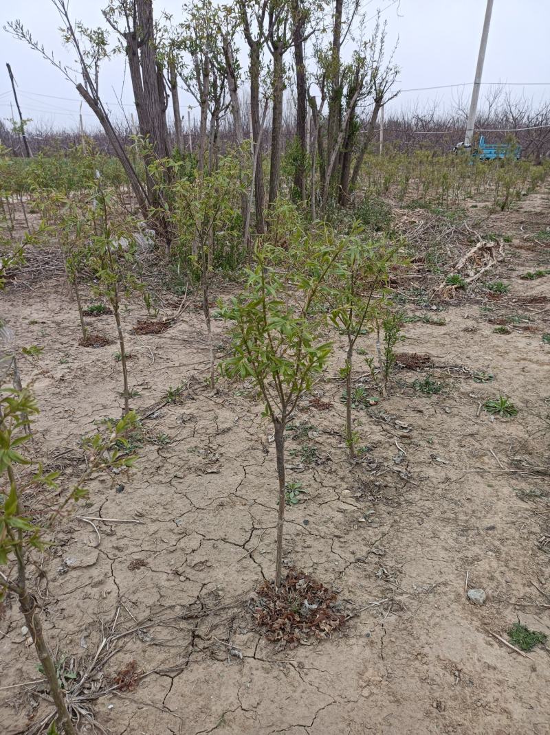 金丝吊蝴蝶嫁接两年苗，地径一公分高30至70公分当年开花