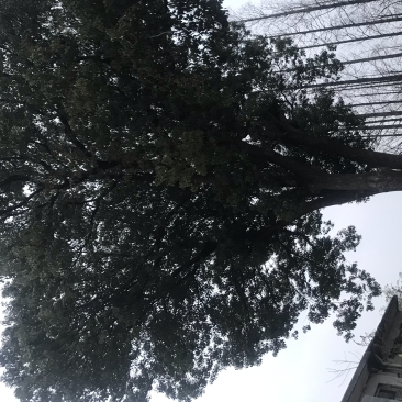 73公分香樟树