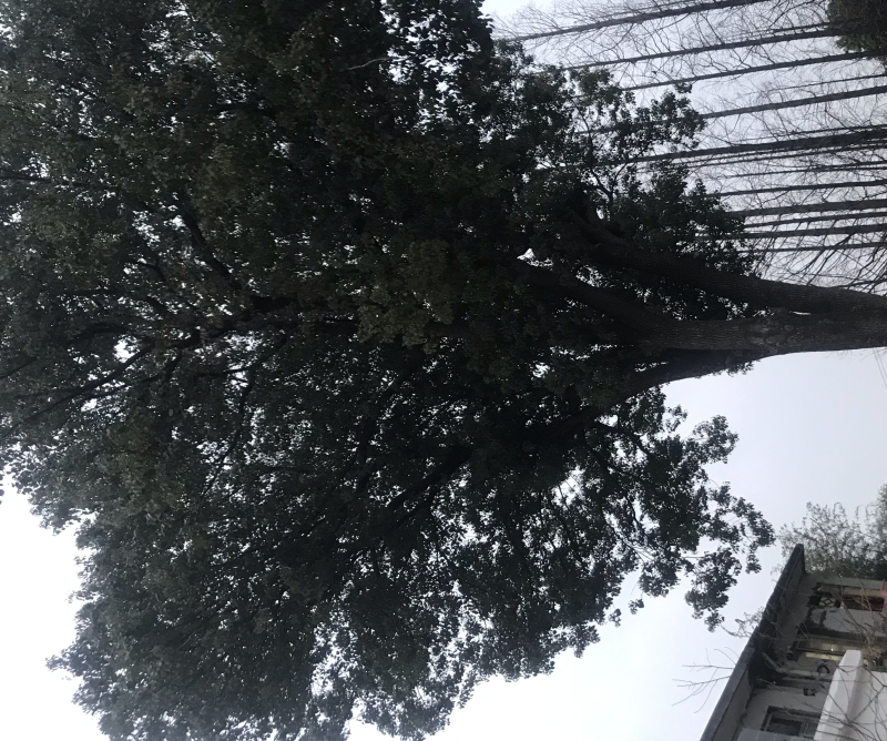 73公分香樟树
