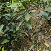 塔西提四季无籽柠檬苗