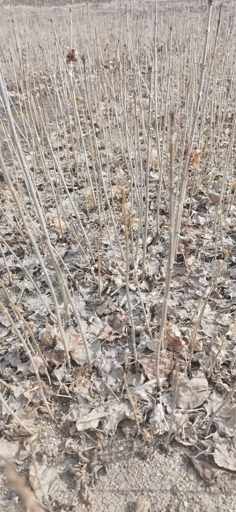 水腊小苗