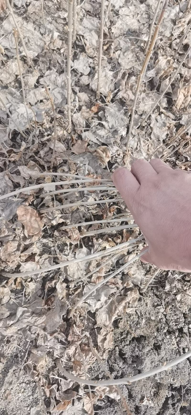 水腊小苗